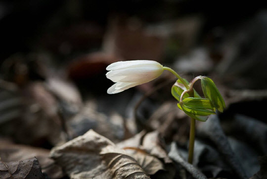 봄소식을 전하는 꿩의바람꽃이 27일 경남 양산의 천성산에서 수줍게 꽃망울을 드러냈다.     습기가 많은 숲 속에서 자라는 꿩의바람꽃은 꽃잎처럼 보이는 꽃받침 잎이 8~13장으로 많아서 다른 바람꽃과 구별된다.